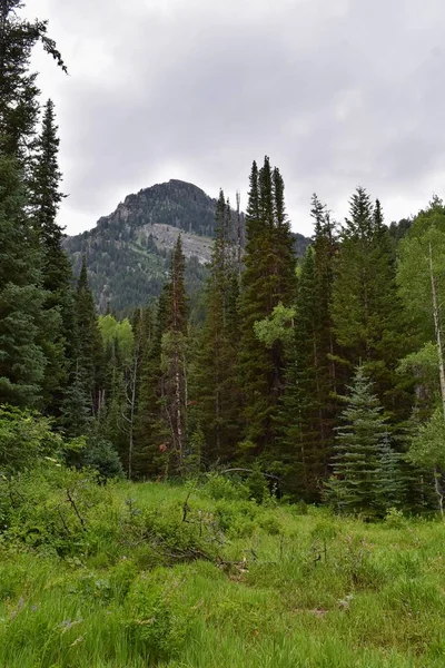 Vistas Panorámicas Montaña Desde Rutas Senderismo Hasta Doughnut Falls Big —  Fotos de Stock