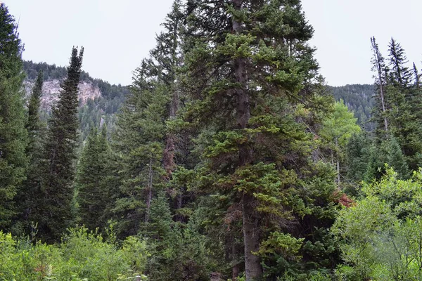 Vistas Panorámicas Montaña Desde Rutas Senderismo Hasta Doughnut Falls Big —  Fotos de Stock