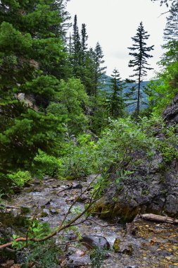Yürüyüş parkurları halka Falls'a Wasatch açık Rocky Dağları büyük Cottonwood kanyonda, Utah, Batı ABD üzerinden şelale ve nehir akarsu dağ manzarası.
