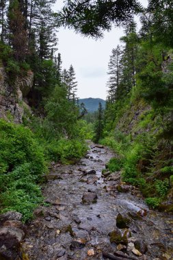 Yürüyüş parkurları halka Falls'a Wasatch açık Rocky Dağları büyük Cottonwood kanyonda, Utah, Batı ABD üzerinden şelale ve nehir akarsu dağ manzarası.