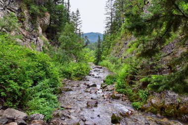 Yürüyüş parkurları halka Falls'a Wasatch açık Rocky Dağları büyük Cottonwood kanyonda, Utah, Batı ABD üzerinden şelale ve nehir akarsu dağ manzarası.