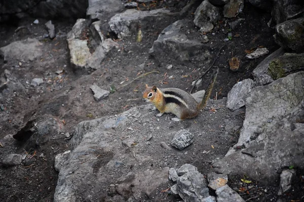 Western Chipmunk Related Tamias Striatus Sibiricus Small Striped Rodent Family — Stock Photo, Image