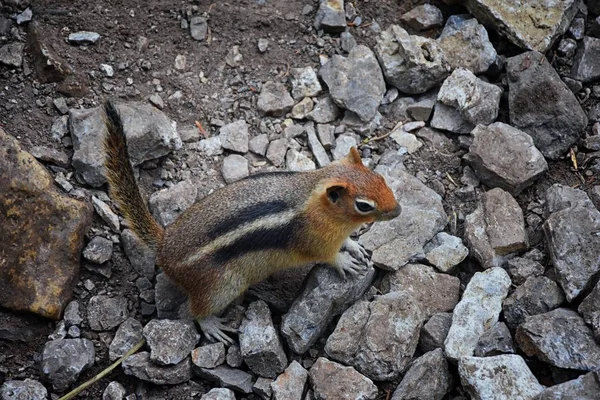 Western Chipmunk Related Tamias Striatus Sibiricus Small Striped Rodent Family — Stock Photo, Image