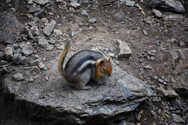 Western Chipmunk, (related Tamias, Striatus, Sibiricus) small striped rodent of the family Sciuridae, found in North America. This one as seen on a hike to Doughnut Falls in Big Cottonwood Canyon, in the Wasatch front Rocky Mountains, Utah, Western U