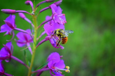 Sarı çiçek toplama polen ve nektar halka Falls'ta Wasatch büyük Cottonwood kanyonda yürüyüş parkurları boyunca yuvalanmış Mason Carpenter arı (Hymenoptera, Apidae) ön Rocky Dağları, Utah, Batı ABD.