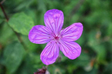 Rocky Mountain kır çiçekleri, makro görünümü tam yaz çiçek ormanda yürüyüş parkurları halka Falls'a Wasatch açık Rocky Dağları büyük Cottonwood kanyonda, Utah, Batı ABD boyunca kadar kapatın.