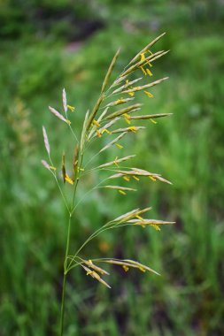 Rocky Mountain kır çiçekleri, makro görünümü tam yaz çiçek ormanda yürüyüş parkurları halka Falls'a Wasatch açık Rocky Dağları büyük Cottonwood kanyonda, Utah, Batı ABD boyunca kadar kapatın.