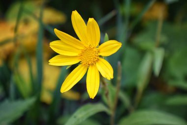 Rocky Mountain kır çiçekleri, makro görünümü tam yaz çiçek ormanda yürüyüş parkurları halka Falls'a Wasatch açık Rocky Dağları büyük Cottonwood kanyonda, Utah, Batı ABD boyunca kadar kapatın.