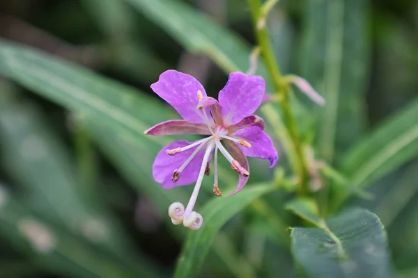 Rocky Mountain Kır Çiçekleri Makro Görünümü Tam Yaz Çiçek Ormanda — Stok fotoğraf