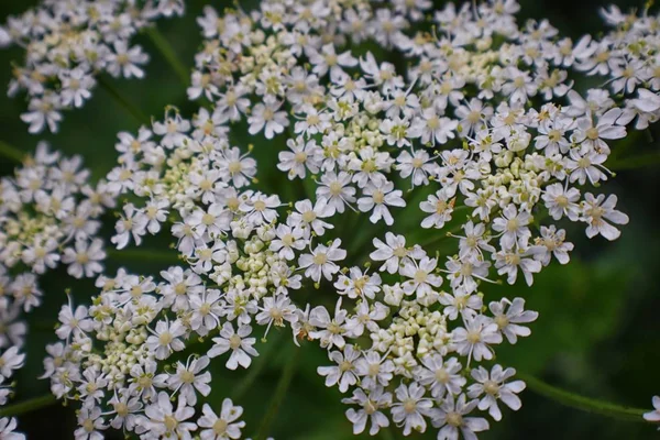 Rocky Mountain Wildflowers Makru Zblízka Pohled Kvetou Celé Léto Lese — Stock fotografie