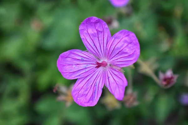 Rocky Mountain Wildflowers Makru Zblízka Pohled Kvetou Celé Léto Lese — Stock fotografie