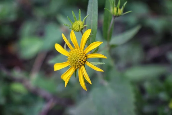Rocky Mountain Wildflowers Macro Close Volle Zomer Bloeien Het Bos — Stockfoto