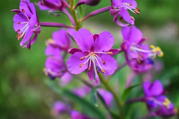 Rocky Mountain Wildflowers Makru Zblízka Pohled Kvetou Celé Léto Lese — Stock fotografie