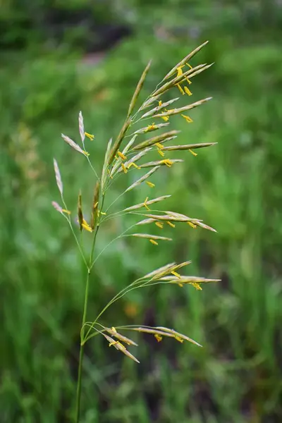 Rocky Mountain Wildflowers Makru Zblízka Pohled Kvetou Celé Léto Lese — Stock fotografie