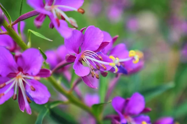 Rocky Mountain Flores Silvestres Macro Close Vista Plena Floração Verão — Fotografia de Stock