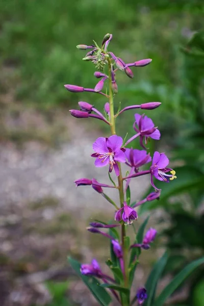 Rocky Mountain Wildflowers Makru Zblízka Pohled Kvetou Celé Léto Lese — Stock fotografie