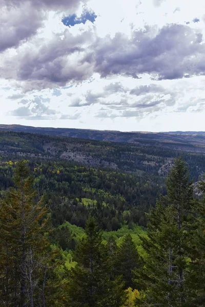 Late Zomer Vroege Herfst Panorama Bos Uitzicht Wandelen Door Bomen — Stockfoto