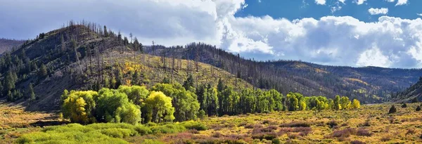 Late Zomer Vroege Herfst Panorama Bos Uitzicht Wandelen Door Bomen — Stockfoto