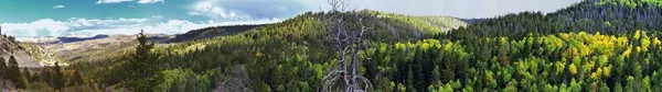 Late Zomer Vroege Herfst Panorama Bos Uitzicht Wandelen Door Bomen — Stockfoto