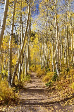 Silver Lake yalnızlık ve Brighton Ski resort büyük Cottonwood kanyonda tarafından. Panoramik yürüyüş ve çevredeki dağların boardwalk yollar, parlak sonbahar sonbahar renkleri aspen ve çam ağaçları. Rocky Dağları, Wasatch açık, 