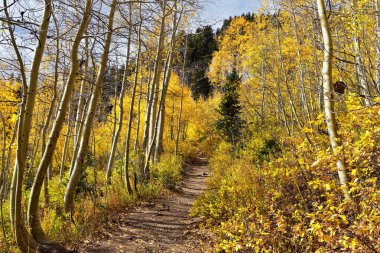Silver Lake yalnızlık ve Brighton Ski resort büyük Cottonwood kanyonda tarafından. Panoramik yürüyüş ve çevredeki dağların boardwalk yollar, parlak sonbahar sonbahar renkleri aspen ve çam ağaçları. Rocky Dağları, Wasatch açık, 
