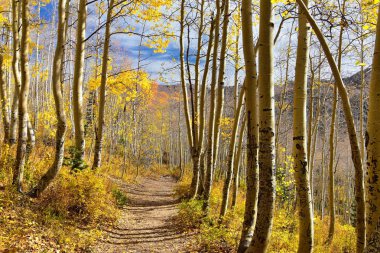 Silver Lake by Solitude and Brighton Ski resort in Big Cottonwood Canyon. Panoramic Views from the hiking and boardwalk trails of the surrounding mountains, aspen and pine trees in brilliant fall autumn colors. In the Rocky Mountains, Wasatch Front,  clipart