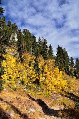 Silver Lake yalnızlık ve Brighton Ski resort büyük Cottonwood kanyonda tarafından. Panoramik yürüyüş ve çevredeki dağların boardwalk yollar, parlak sonbahar sonbahar renkleri aspen ve çam ağaçları. Rocky Dağları, Wasatch açık, 