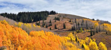 Pass tarafından Midway ve Heber Vadisi boyunca Wasatch açık Rocky Dağları, sonbahar yaprak orman parlak turuncu ve sarı renkler Brighton taraftan panoramik manzara muhafızı geçiş sayısı. Utah, Amerika Birleşik Devletleri.