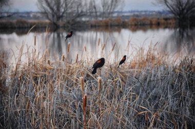 Red winged blackbird (Agelaius phoeniceus) close up in the wild in Colorado is a passerine bird of the family Icteridae found in most of North America and much of Central America. At Joshs Pond, Broomfield, Colorado. United States. clipart