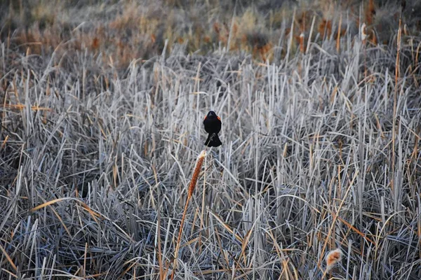 Red Winged Blackbird Agelaius Phoeniceus Close Wild Colorado Passerine Bird — Stock Photo, Image