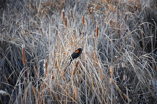 Червоний Крилаті Blackbird Agelaius Phoeniceus Закладають Дикій Природі Колорадо Горобцеподібний — стокове фото