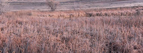 콜로라도 겨울에 가까운가 Cattails 그리고 풍경으로 둘러싸인 Holmberg 보존에 Cradleboard — 스톡 사진