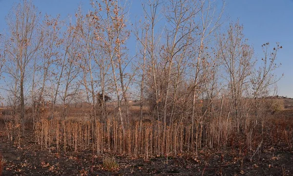 Ausblicke Vom Wiegenlehrpfad Auf Dem Carolyn Holmberg Naturpark Besenfeld Kolorado — Stockfoto