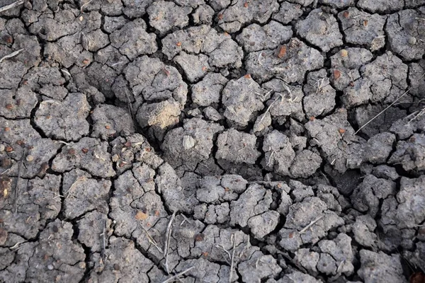 Dry soil abstract background. Drought. Gray dry soil. Soil background. Cracked soil background. Earth pattern. Soil texture. Cracked earth. Natural background. Grunge earth in Colorado, United States.