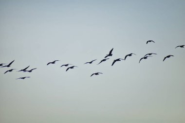 Kanada kazlar (Branta canadensis) mavi gökyüzü, siyah bir baş ve boyun, beyaz yanak, çene ve kahverengi bir vücutta kış üzerinden Denver Colorado, Amerika Birleşik Devletleri altında beyaz bir büyük vahşi kaz türe karşı uçuş sürüsü.