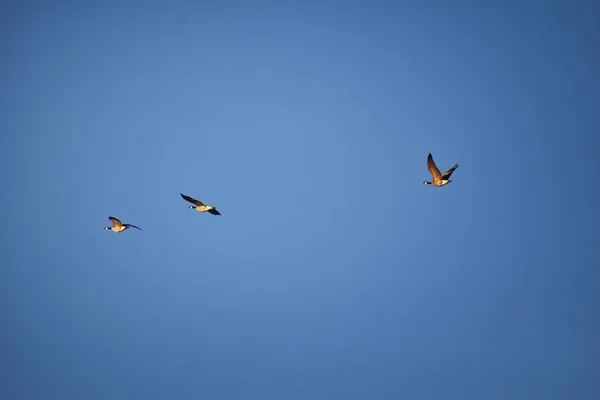 Flock Canada Geese Branta Canadensis Flight Blue Sky Large Wild — Stock Photo, Image