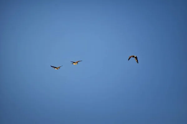 Flock Canada Geese Branta Canadensis Flight Blue Sky Large Wild — Stock Photo, Image