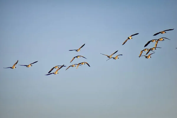 Troupeau Bernaches Canada Branta Canadensis Vol Contre Ciel Bleu Une — Photo