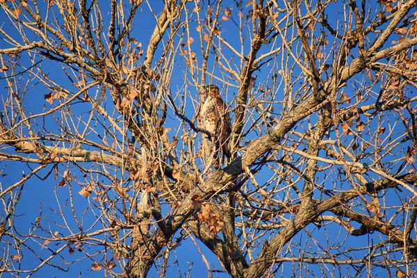 Halcón Adulto Swainson Buteo Swainsoni Gran Halcón Buteo Los Falconiformes — Foto de Stock