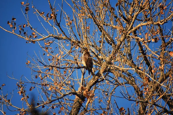 Felnőtt Flótázó Ölyv Buteo Swainsoni Nagy Buteo Sólyom Vágómadár Alakúak — Stock Fotó