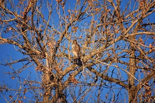 Felnőtt Flótázó Ölyv Buteo Swainsoni Nagy Buteo Sólyom Vágómadár Alakúak — Stock Fotó