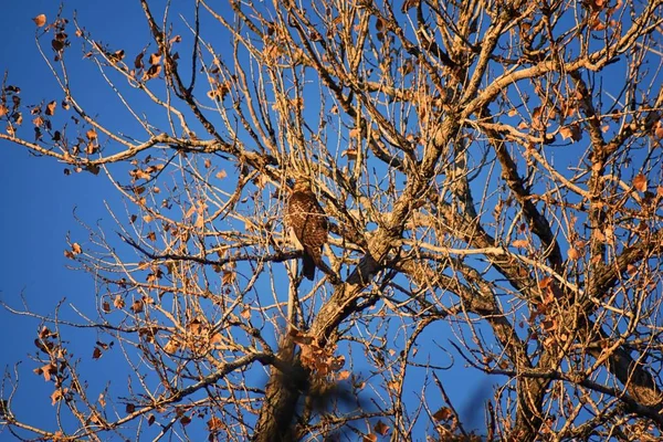 Halcón Adulto Swainson Buteo Swainsoni Gran Halcón Buteo Los Falconiformes — Foto de Stock