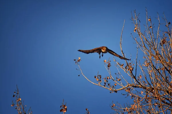 Der Ausgewachsene Swainsons Habicht Buteo Swainsoni Ist Ein Großer Buteo — Stockfoto