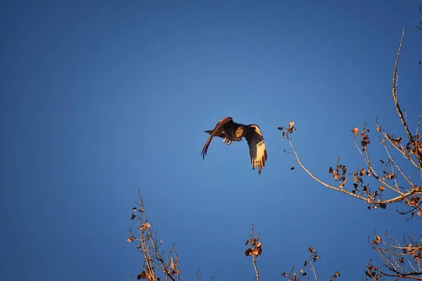 アダルト Swainson のホーク ノスリ属 Swainsoni 大型ノスリ タカのタカ ホーク バッタやイナゴ鷹として通俗の言葉で知られています フライトとブルーム — ストック写真