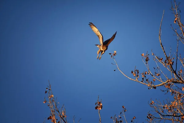 Felnőtt Flótázó Ölyv Buteo Swainsoni Nagy Buteo Sólyom Vágómadár Alakúak — Stock Fotó