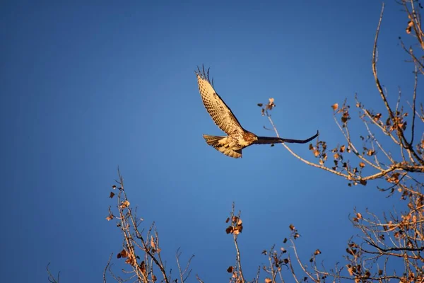 Swainson의 Buteo Swainsoni Falconiformes의 Buteo 메뚜기 메뚜기 라고합니다 비행에 덴버에 — 스톡 사진