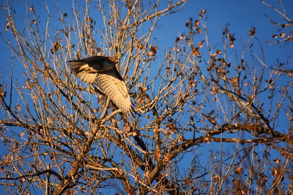 Adulto Falcão Swainson Buteo Swainsoni Grande Falcão Buteo Dos Falconiformes — Fotografia de Stock