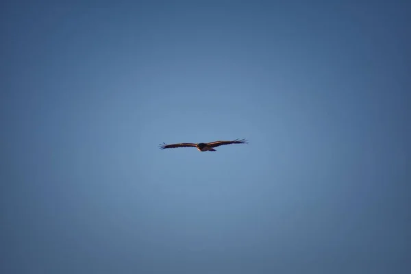 Halcón Adulto Swainson Buteo Swainsoni Gran Halcón Buteo Los Falconiformes — Foto de Stock