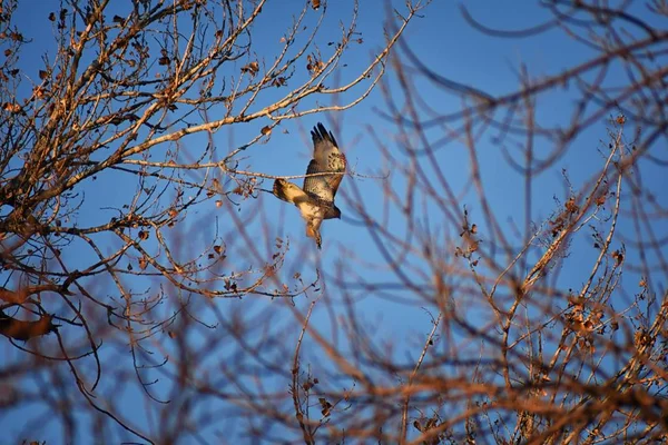 Дорослі Swainson Жіночого Яструб Buteo Swainsoni Великих Buteo Hawk Соколоподібні — стокове фото