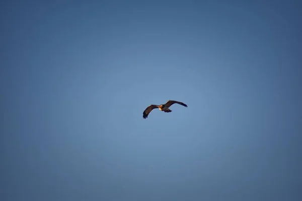 Halcón Adulto Swainson Buteo Swainsoni Gran Halcón Buteo Los Falconiformes — Foto de Stock